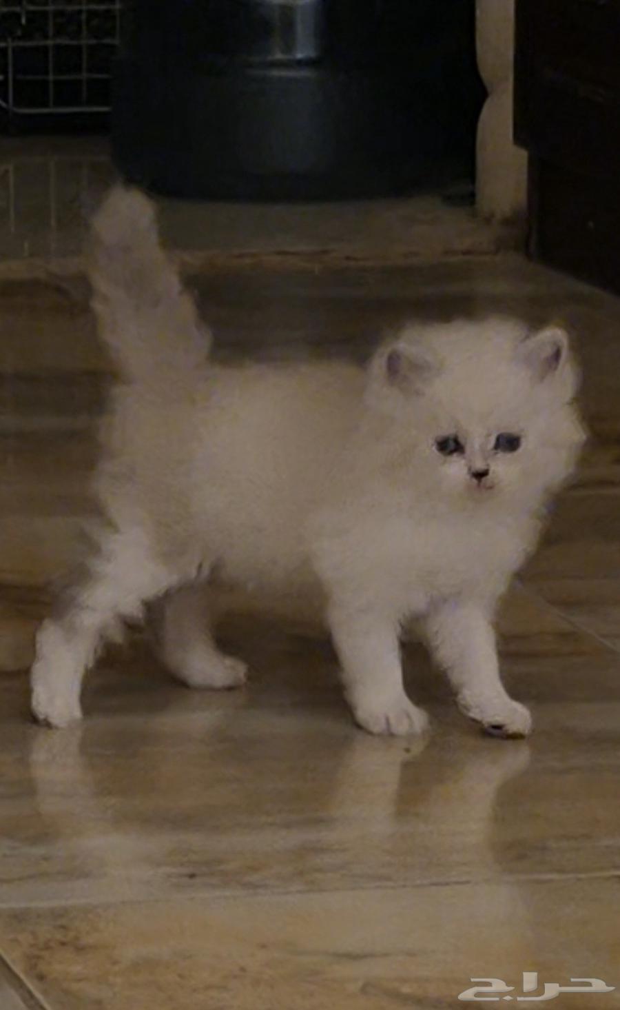 قطط هملايا للبيع العمر شهرين64507682105601112