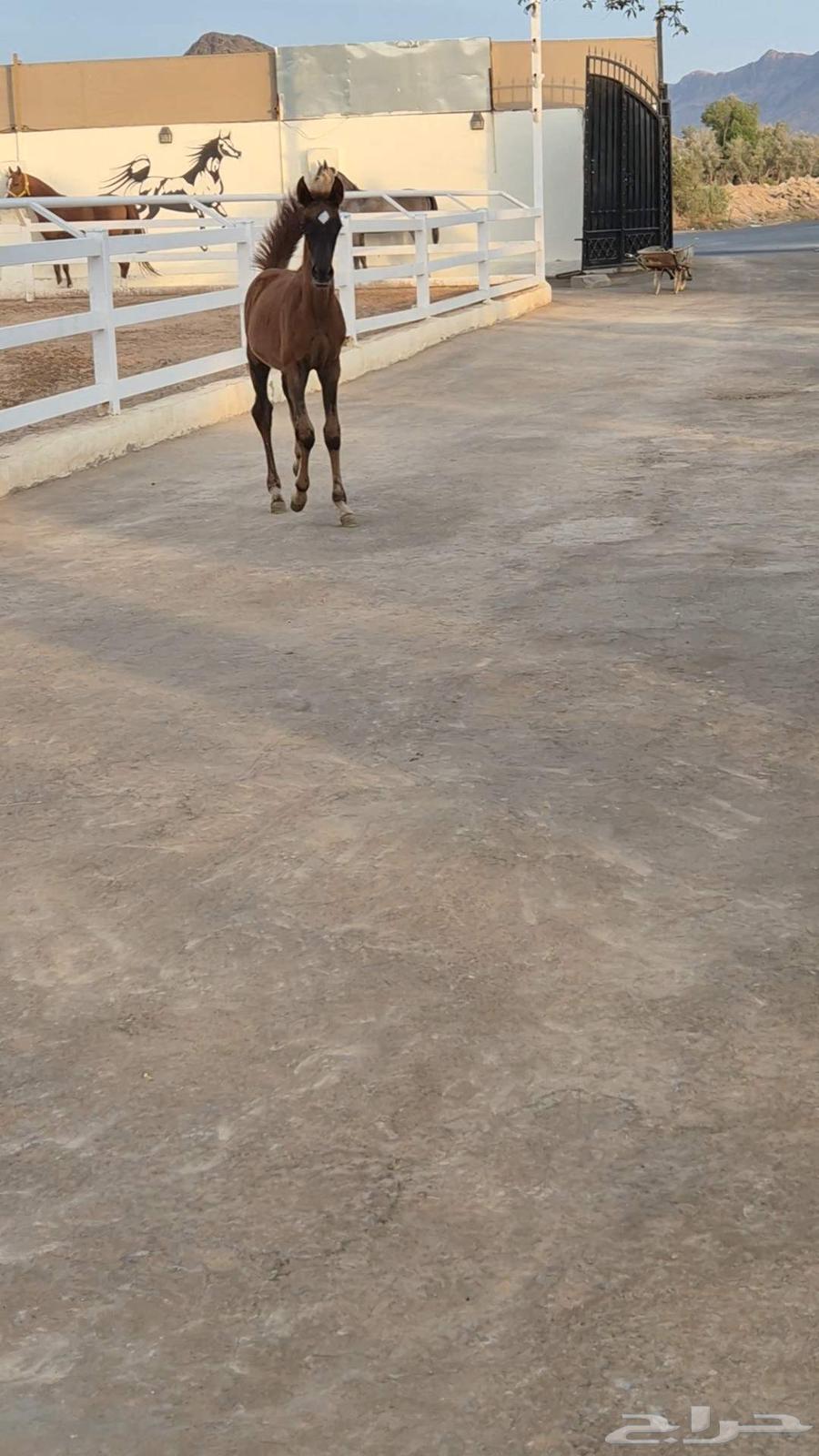 مهرة شعبية مشروكة64507768026625111