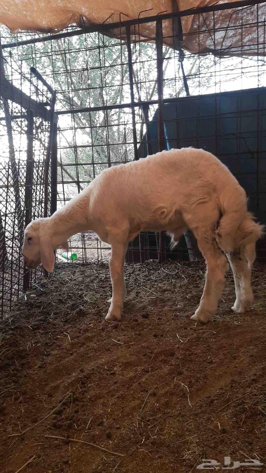 للبيع طلي حري تربية64507907896834110