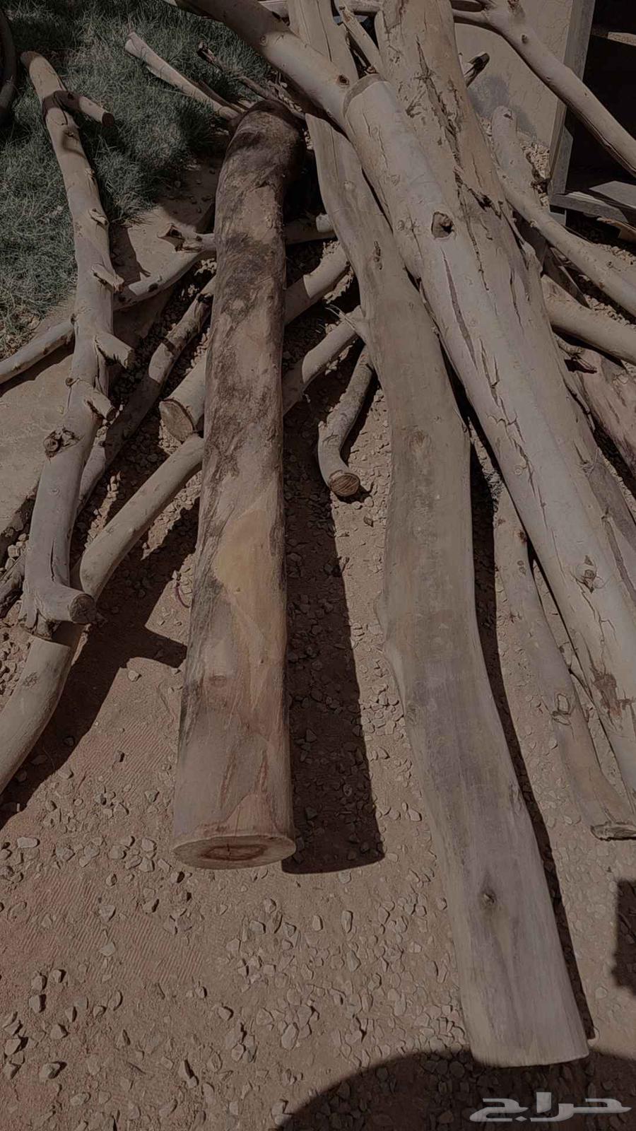 حطب كينا احمر له سنة يابس تماما وزارعه بنفسي64507361050625110