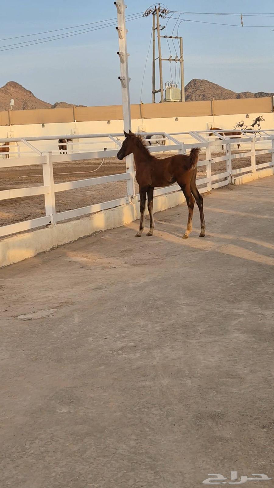 مهرة شعبية مشروكة64507768026625112