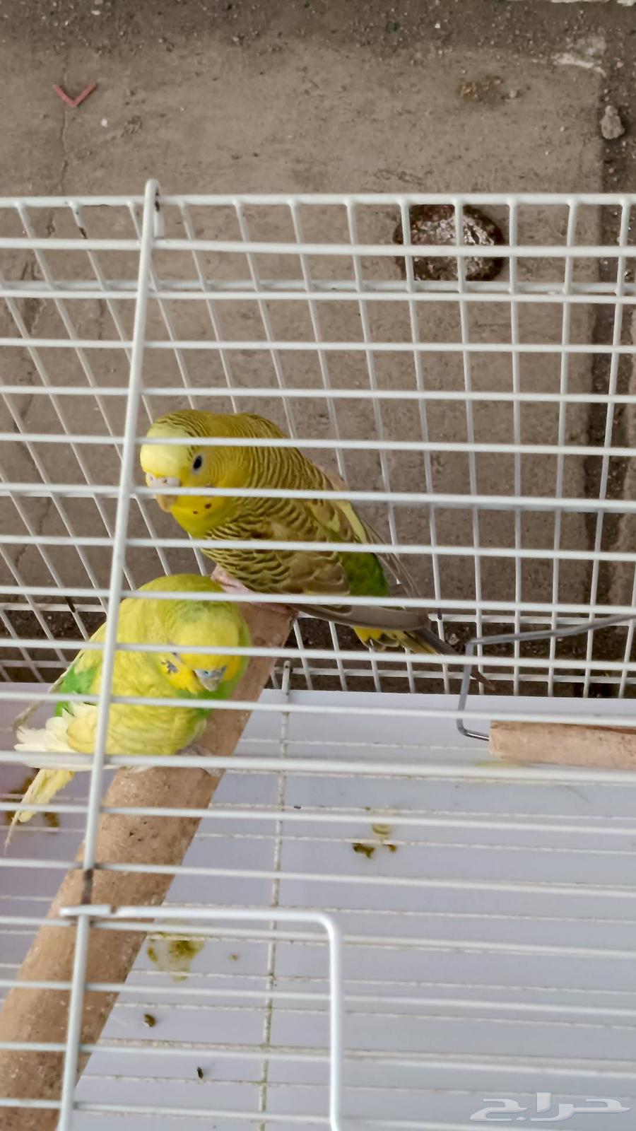 طيور البادجي64508509114882113