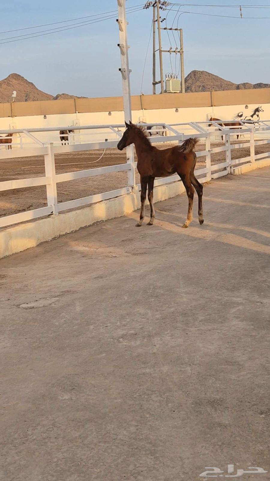 مهرة شعبية مشروكة64507768026625110