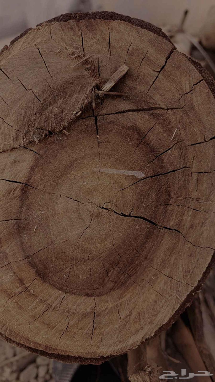 حطب كينا احمر له سنة يابس تماما وزارعه بنفسي64507361050625111