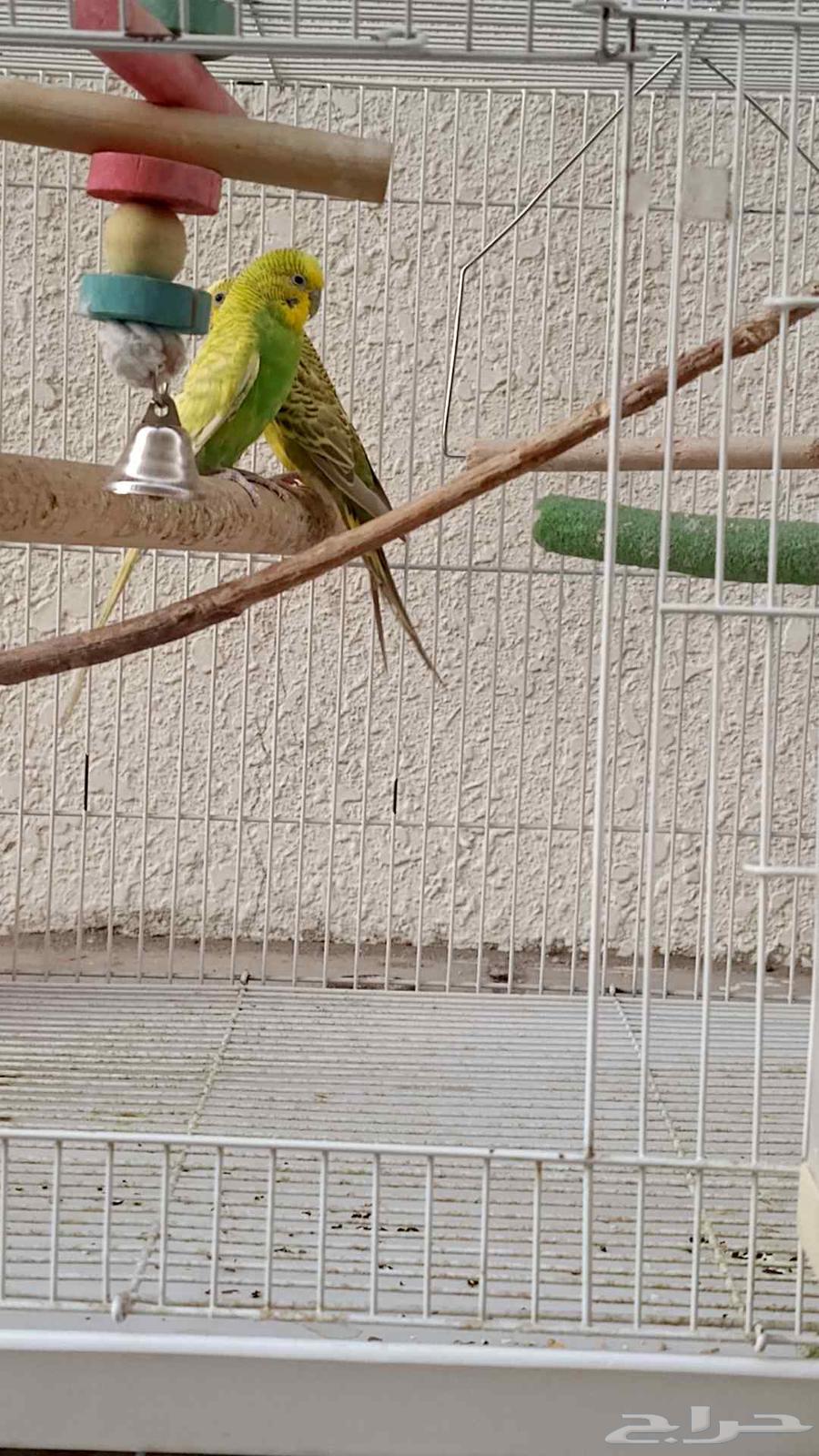 طيور البادجي64508509114882110