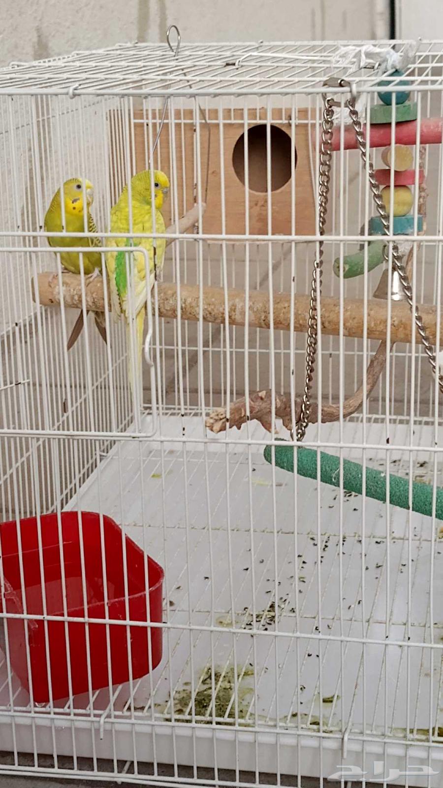 طيور البادجي64508509114882111