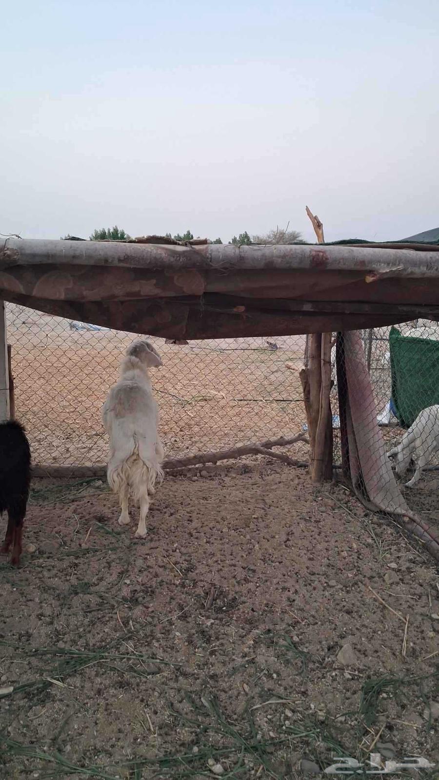 A year-old colt when gathering64508565585539112