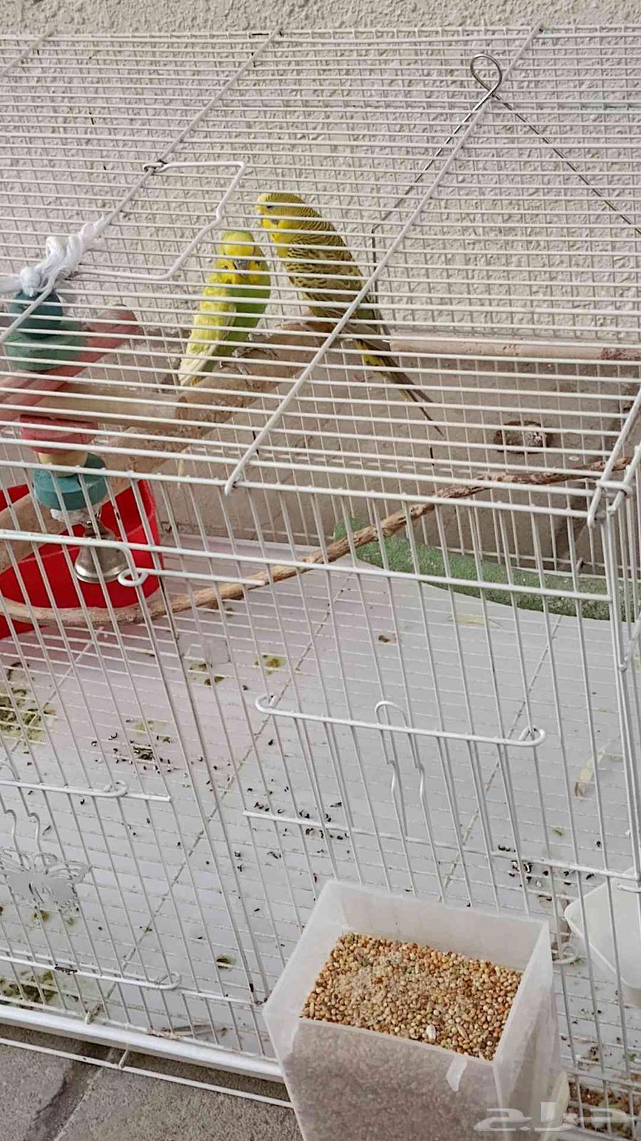 طيور البادجي64508509114882114