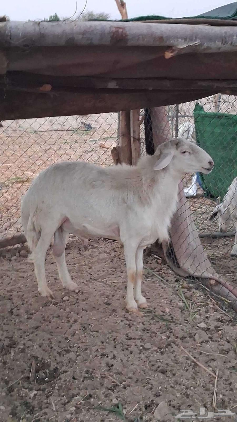 A year-old colt when gathering64508565585539111