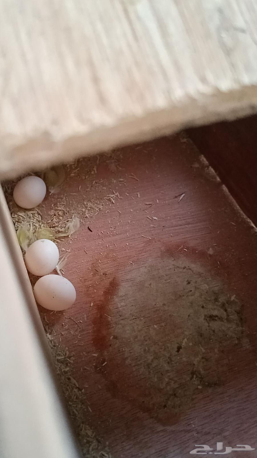 طيور البادجي64508509114882112