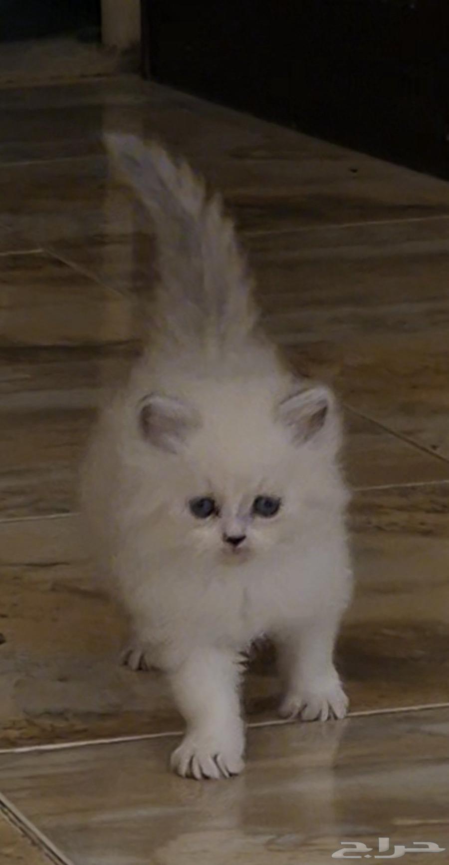 قطط هملايا للبيع العمر شهرين64507682105601110