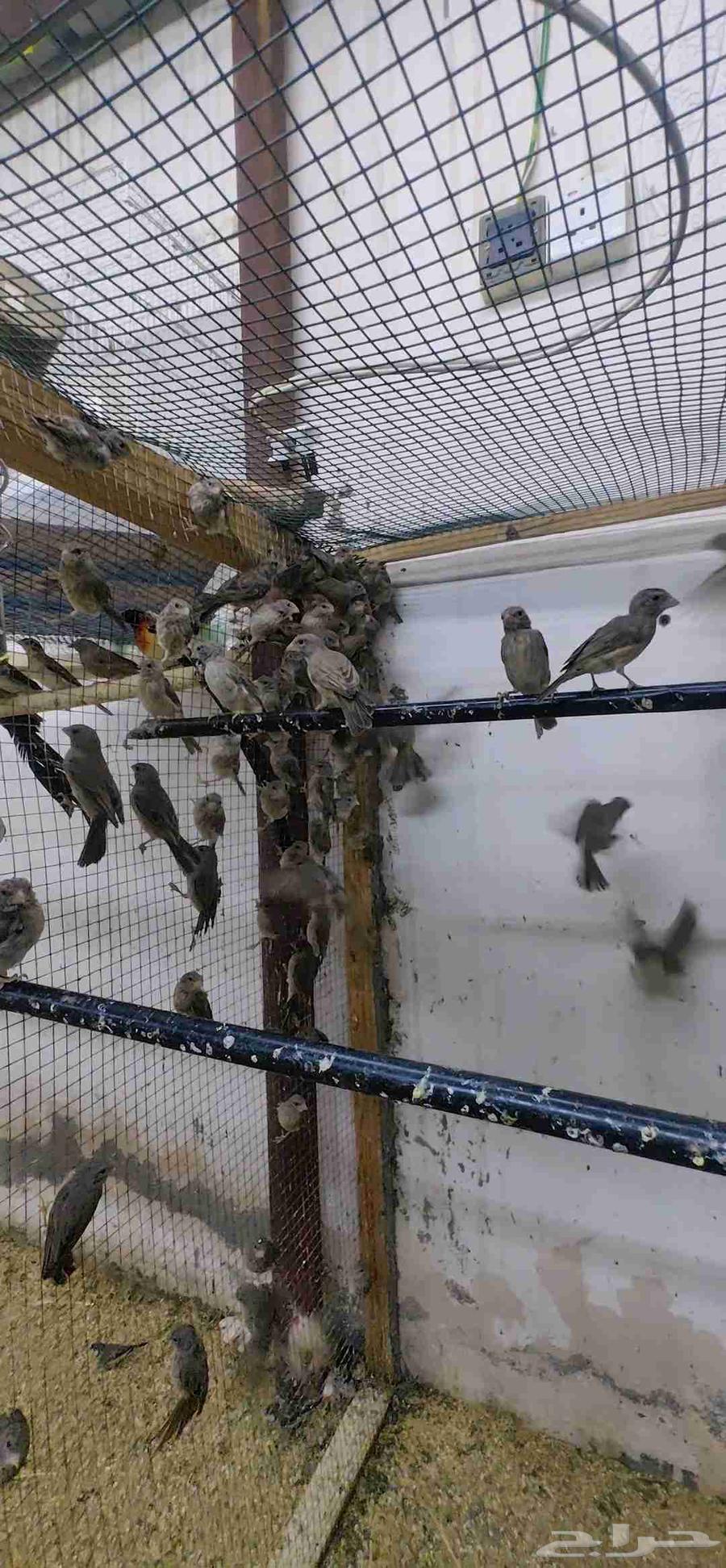 Yasmin Tayfi64505875302531110