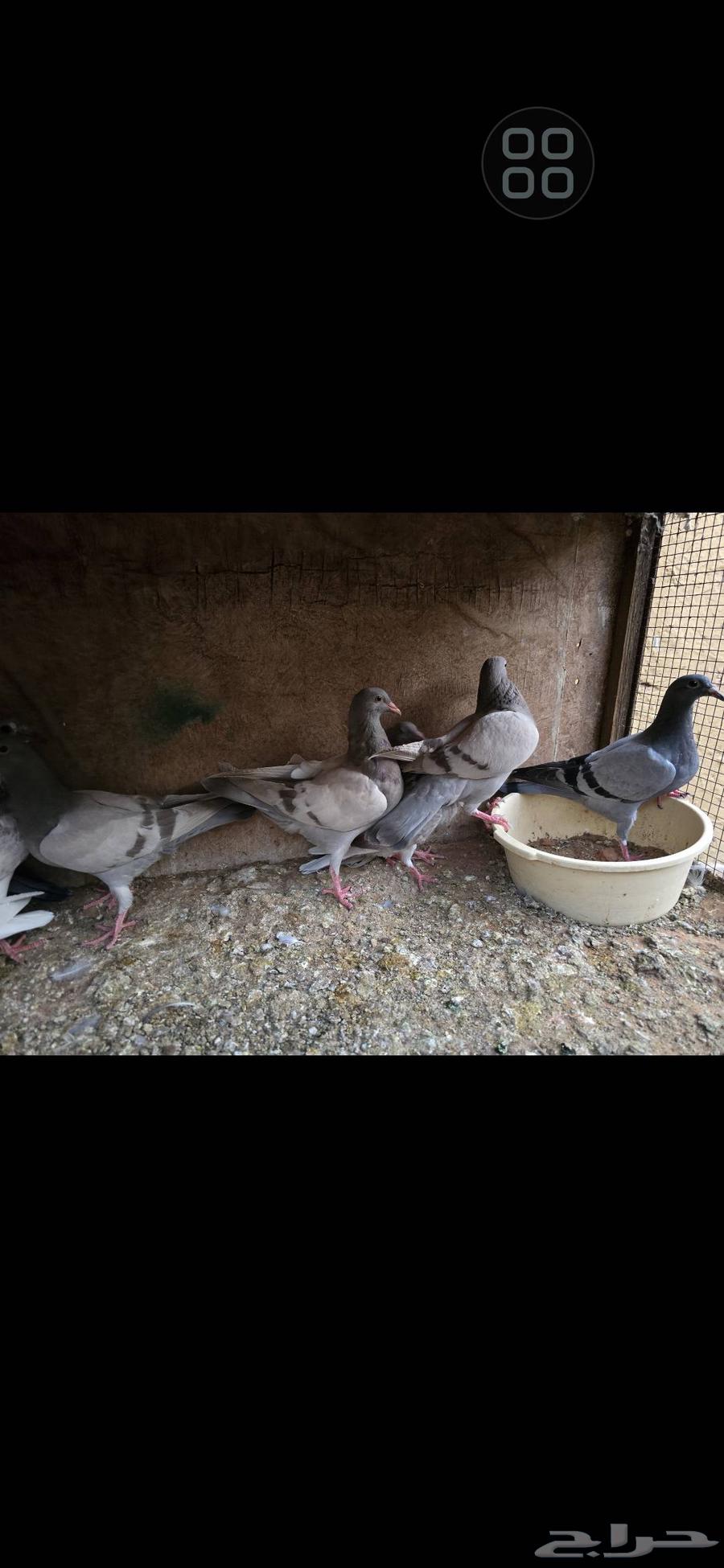 للبيع فروخ حمام زاجل64509124198274110