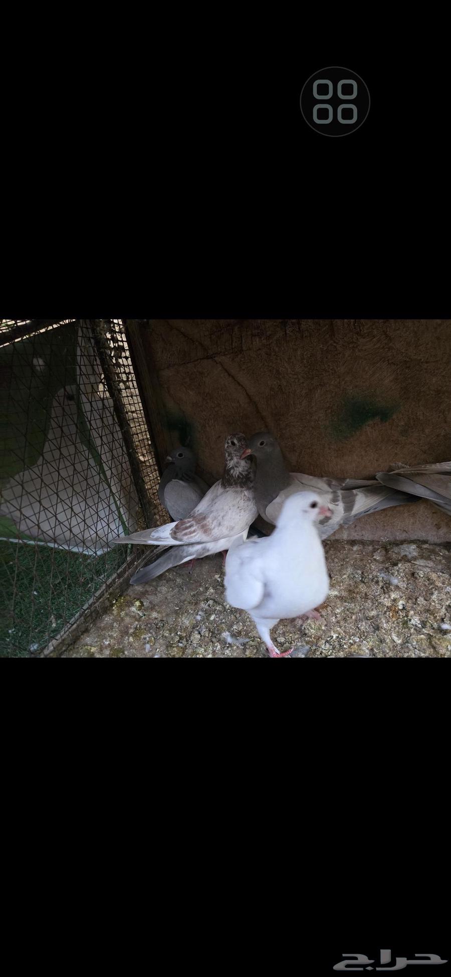 للبيع فروخ حمام زاجل64509124198274111