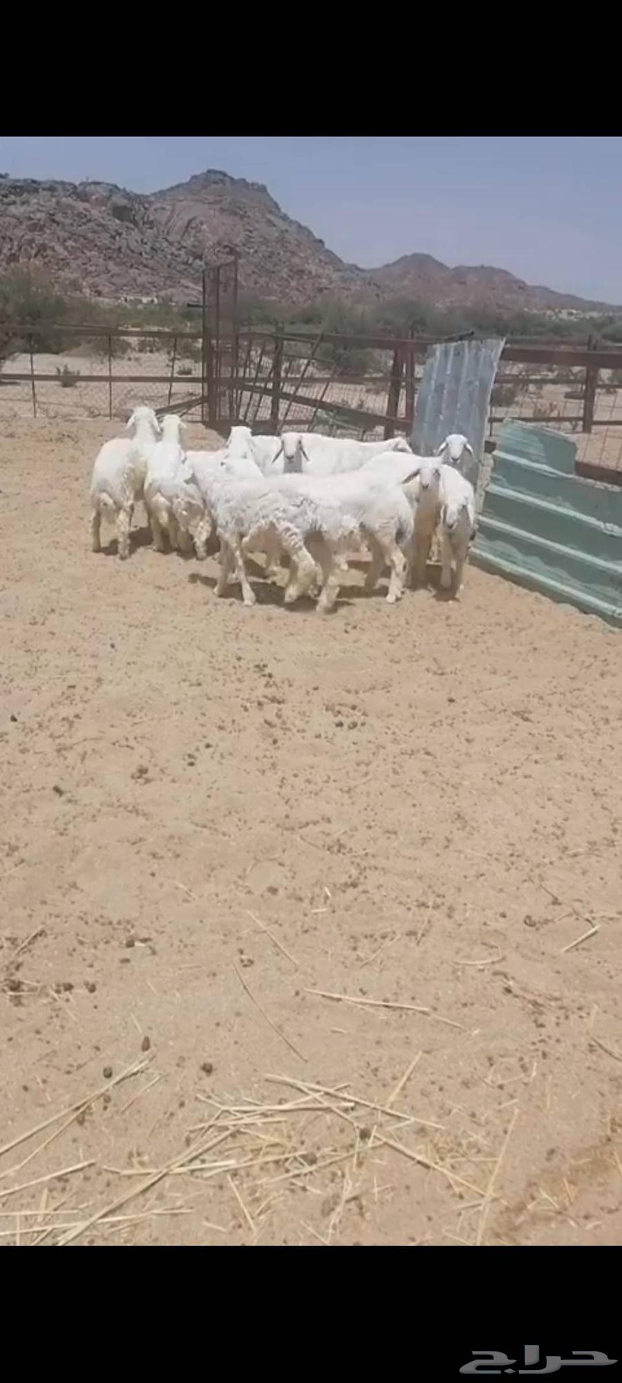 طليان حريه ورخال رفيد للبيع64505412052483110