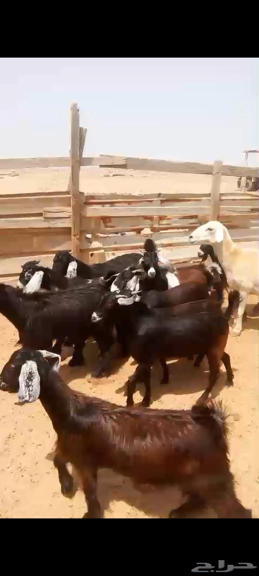 Goats and rams for sale64505259512578111