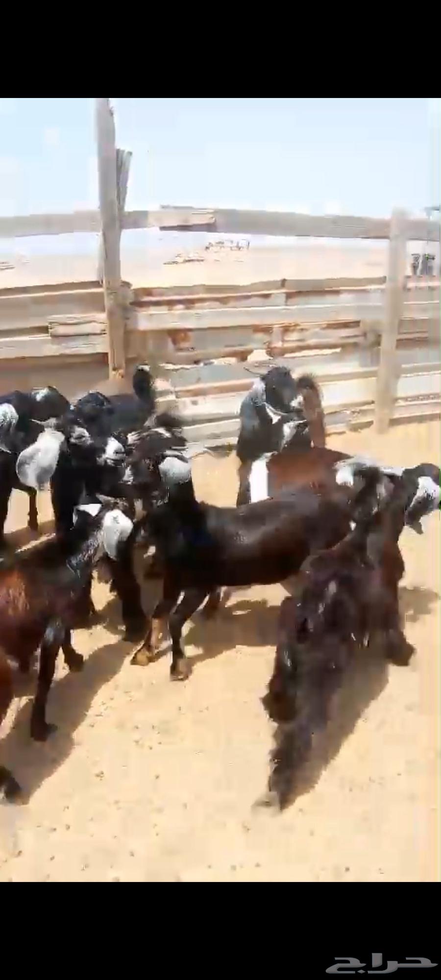 Goats and rams for sale64505259512578110