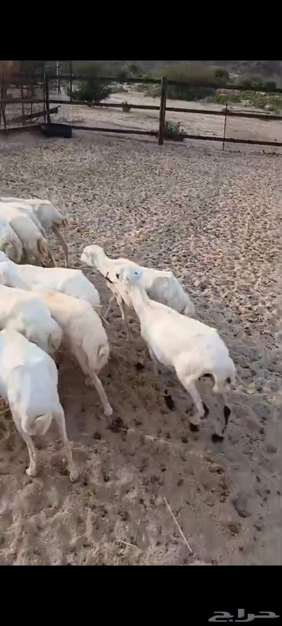 طليان حريه ورخال رفيد للبيع64505412052483111