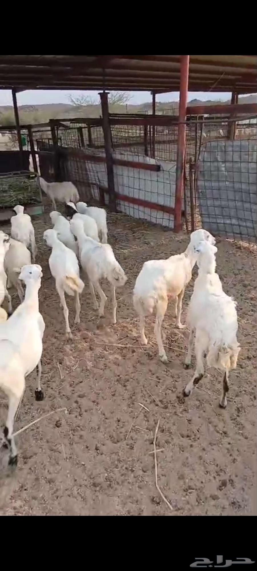 طليان حريه ورخال رفيد للبيع64505412052483112