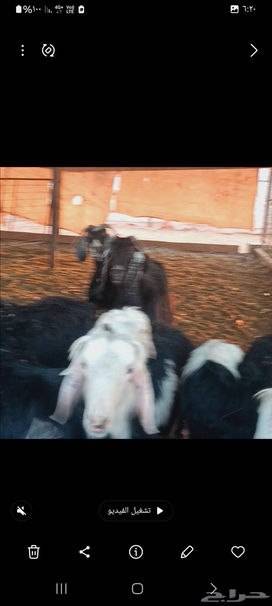 معزا لليبع64508047282562110