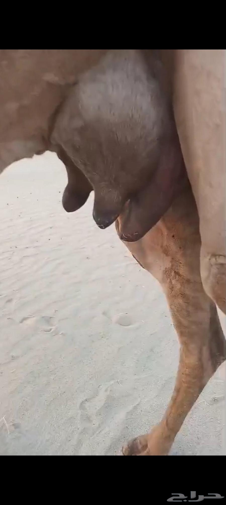 منيحه كفو اكبر طاسه تم البيع64506034870145111