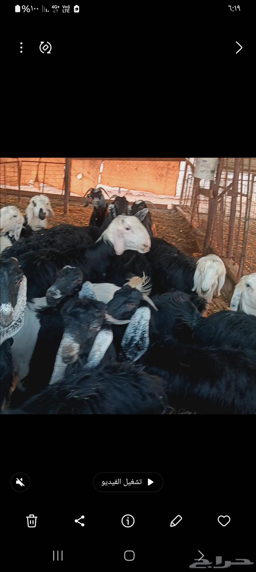 معزا لليبع64508047282562112