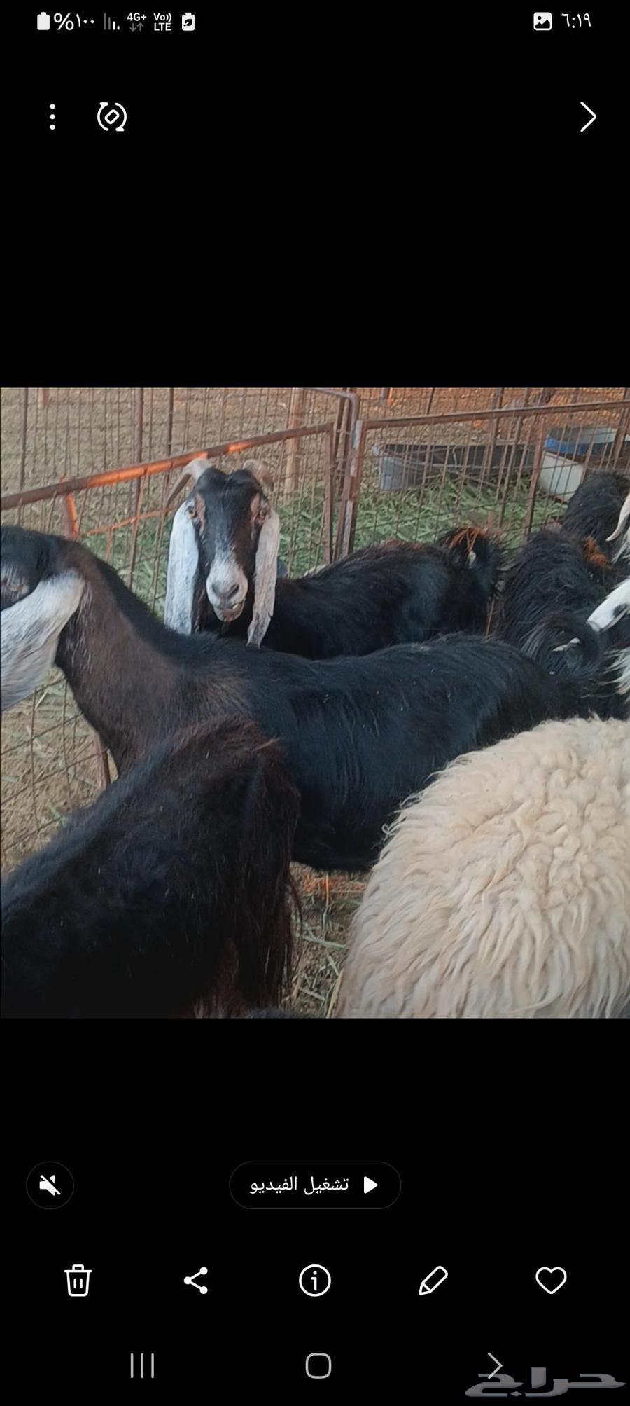 معزا لليبع64508047282562111