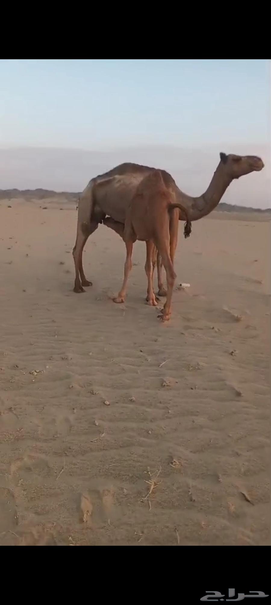 منيحه كفو اكبر طاسه تم البيع64506034870145114