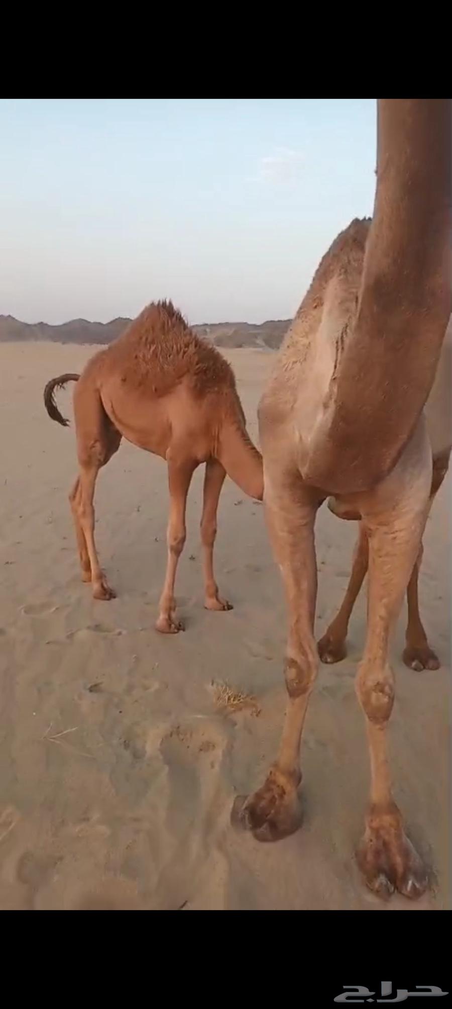 منيحه كفو اكبر طاسه تم البيع64506034870145112