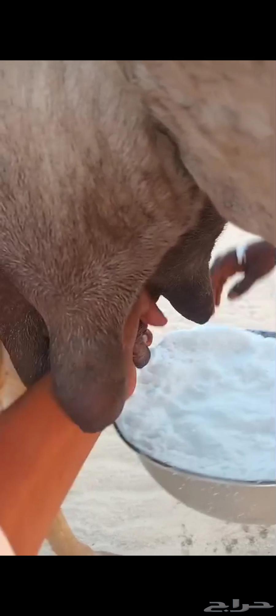 منيحه كفو اكبر طاسه تم البيع64506034870145113