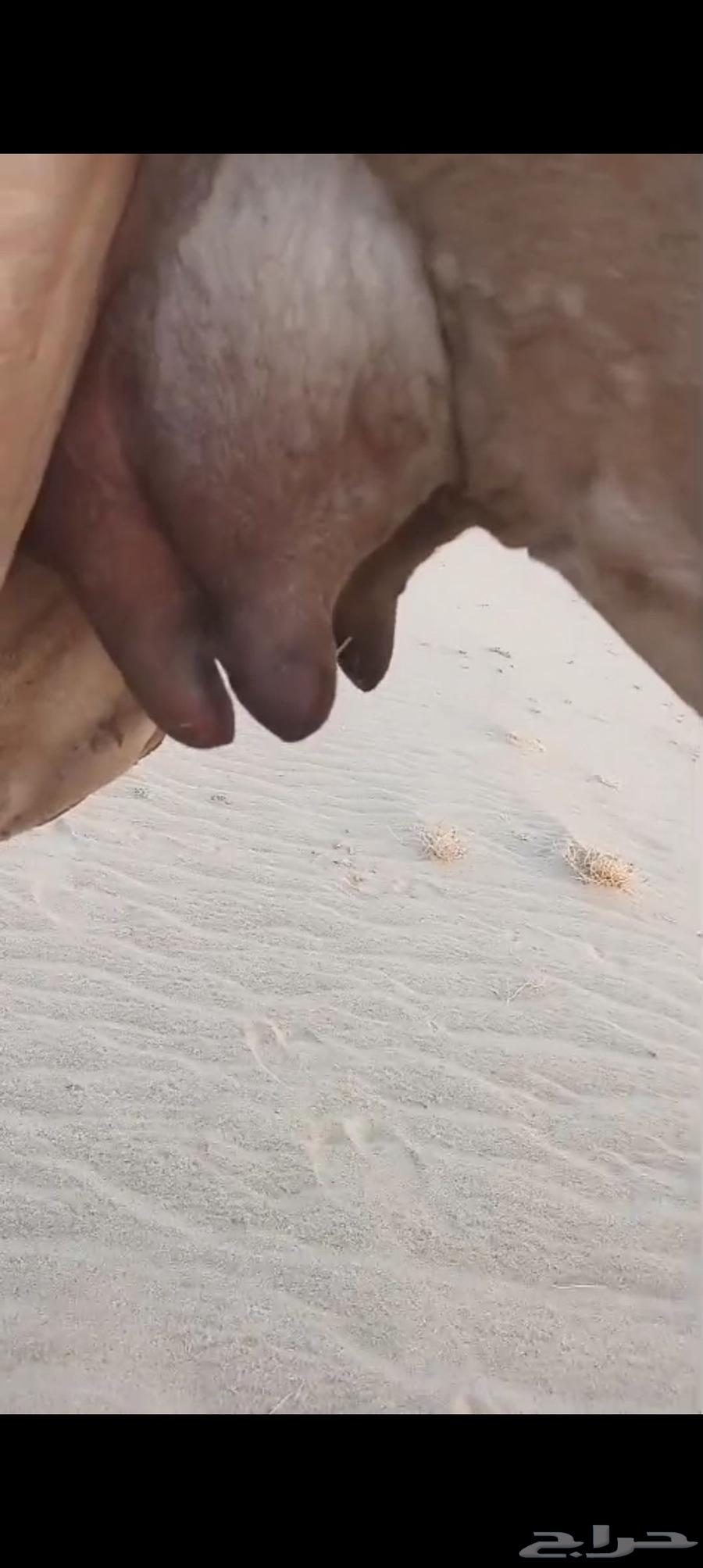 منيحه كفو اكبر طاسه تم البيع64506034870145110