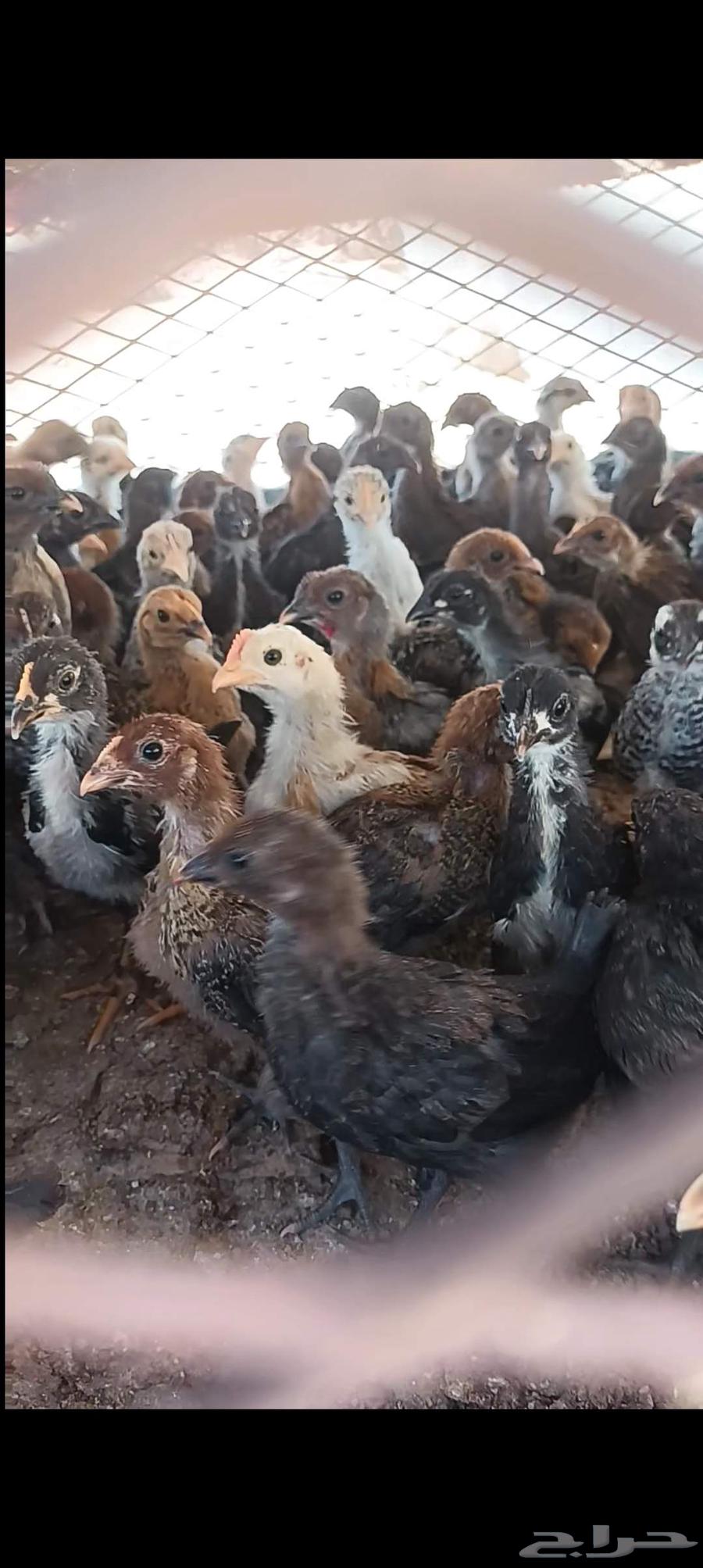 للبيع صيصان بلدي وفيومي شرط الصحه العمر شهر64505903127555110