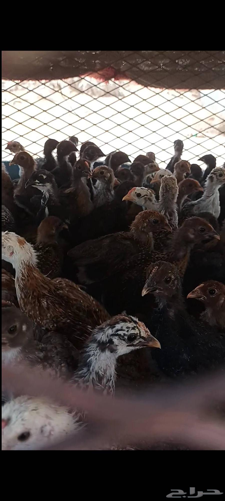 للبيع صيصان بلدي وفيومي شرط الصحه العمر شهر64505903127555111