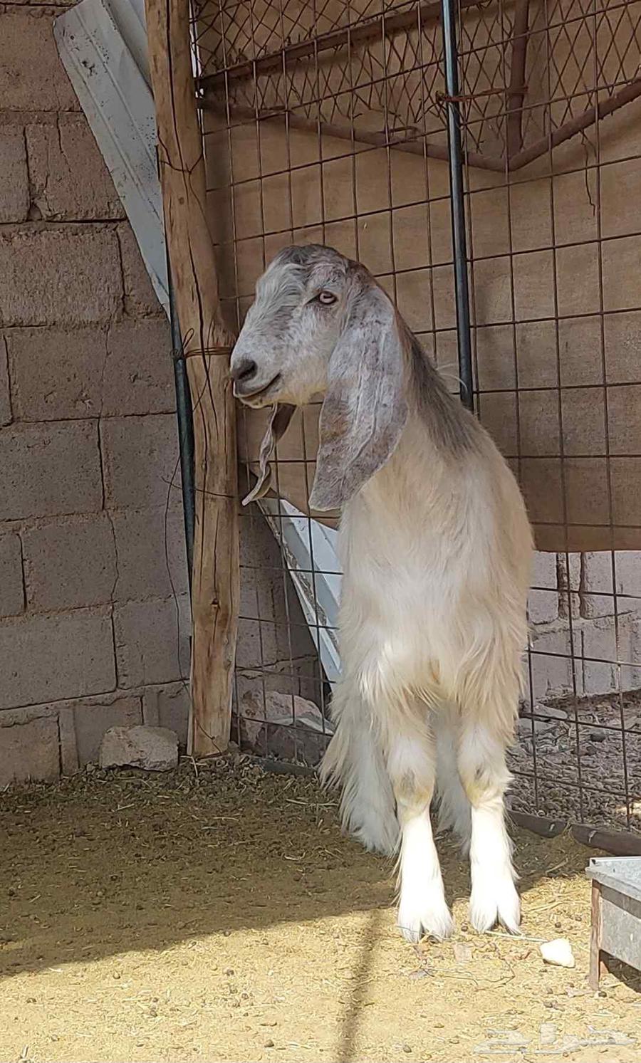 Goats for sale64506718180865113