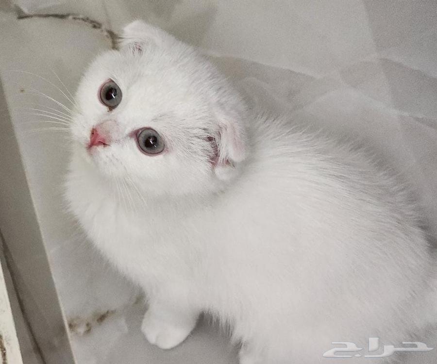 قط ذكر سكوتش للبيع Scottish folded ear64428120312834111