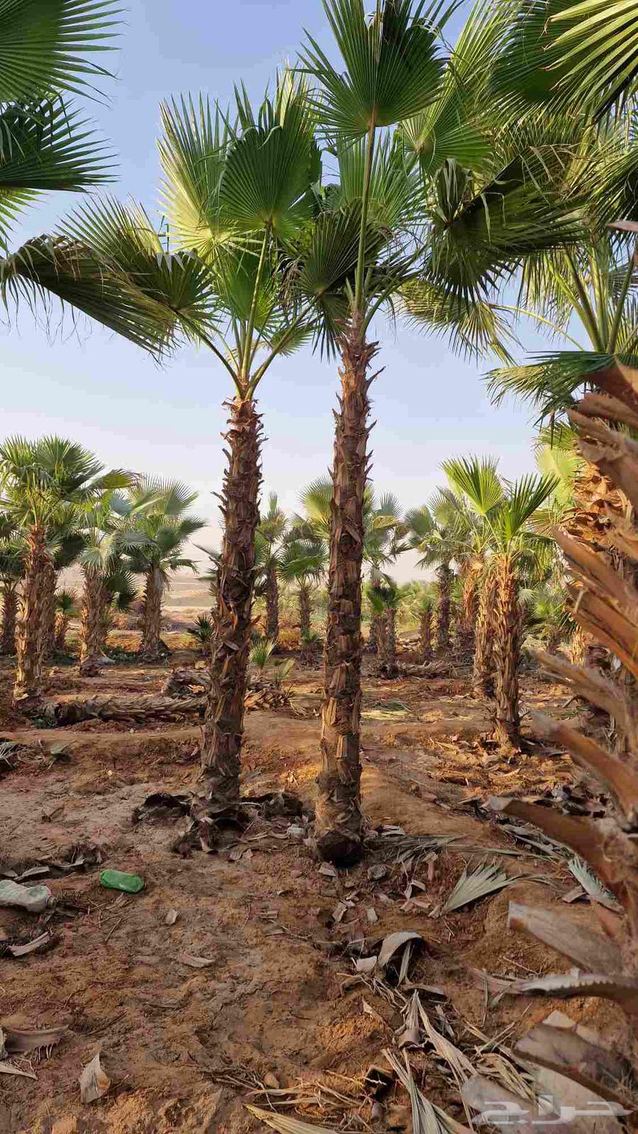 Date palm Washingtonia and Abu Mrouha first class64508312976002111