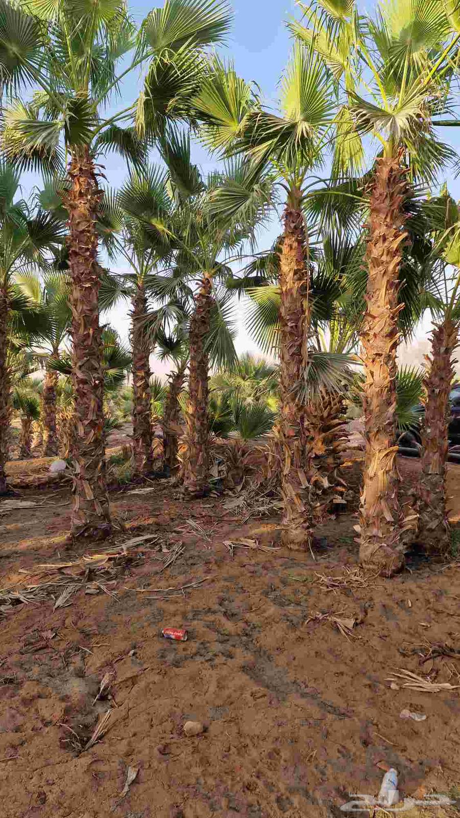 Date palm Washingtonia and Abu Mrouha first class64508312976002112