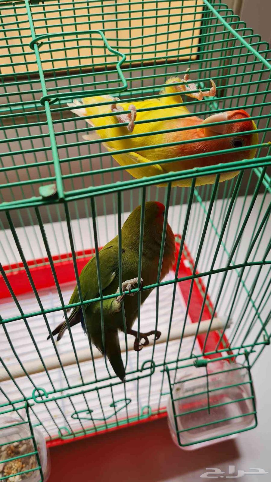 للبيع زوج طيور روز مع القفص64505550278402111