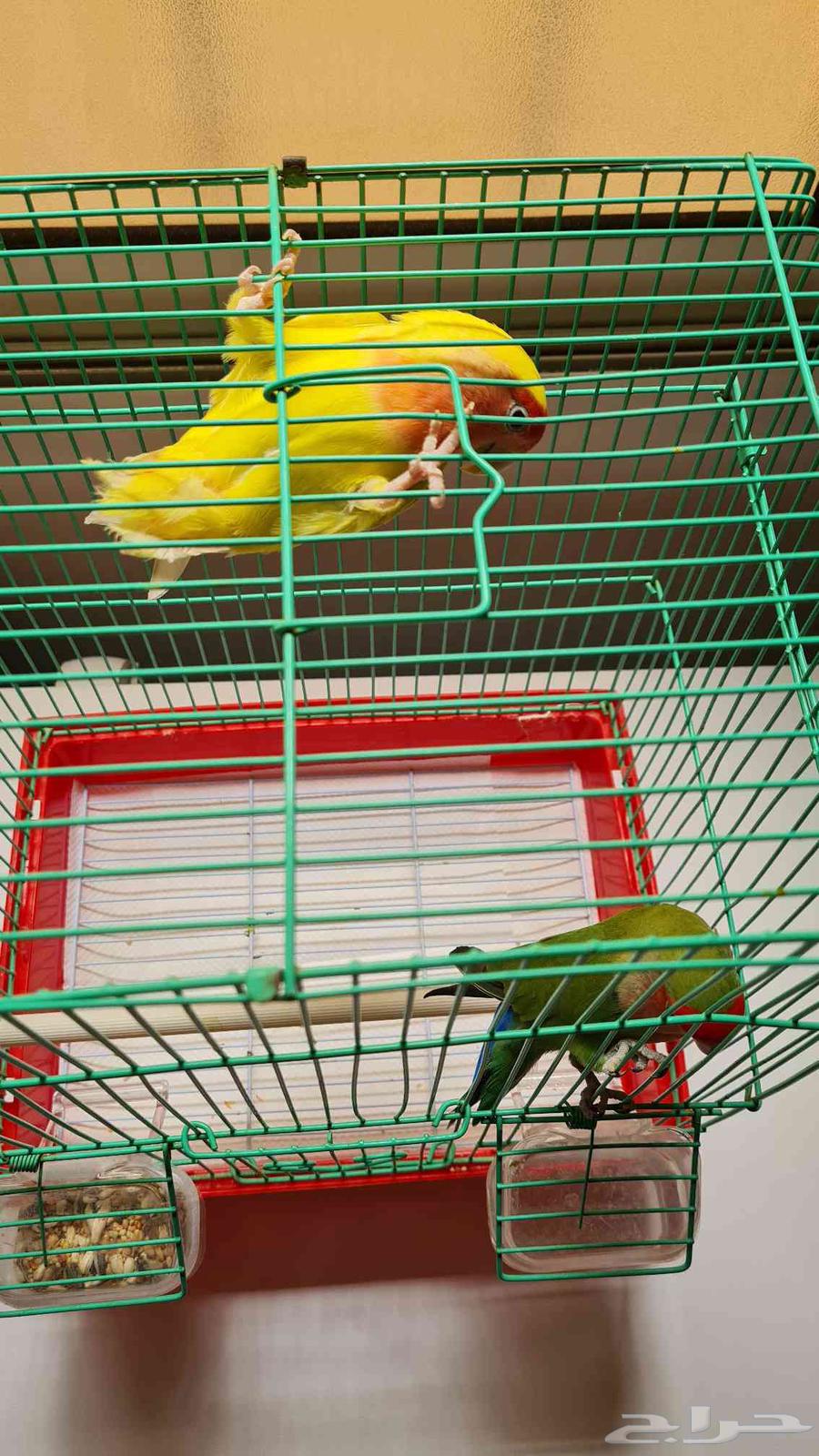 للبيع زوج طيور روز مع القفص64505550278402114