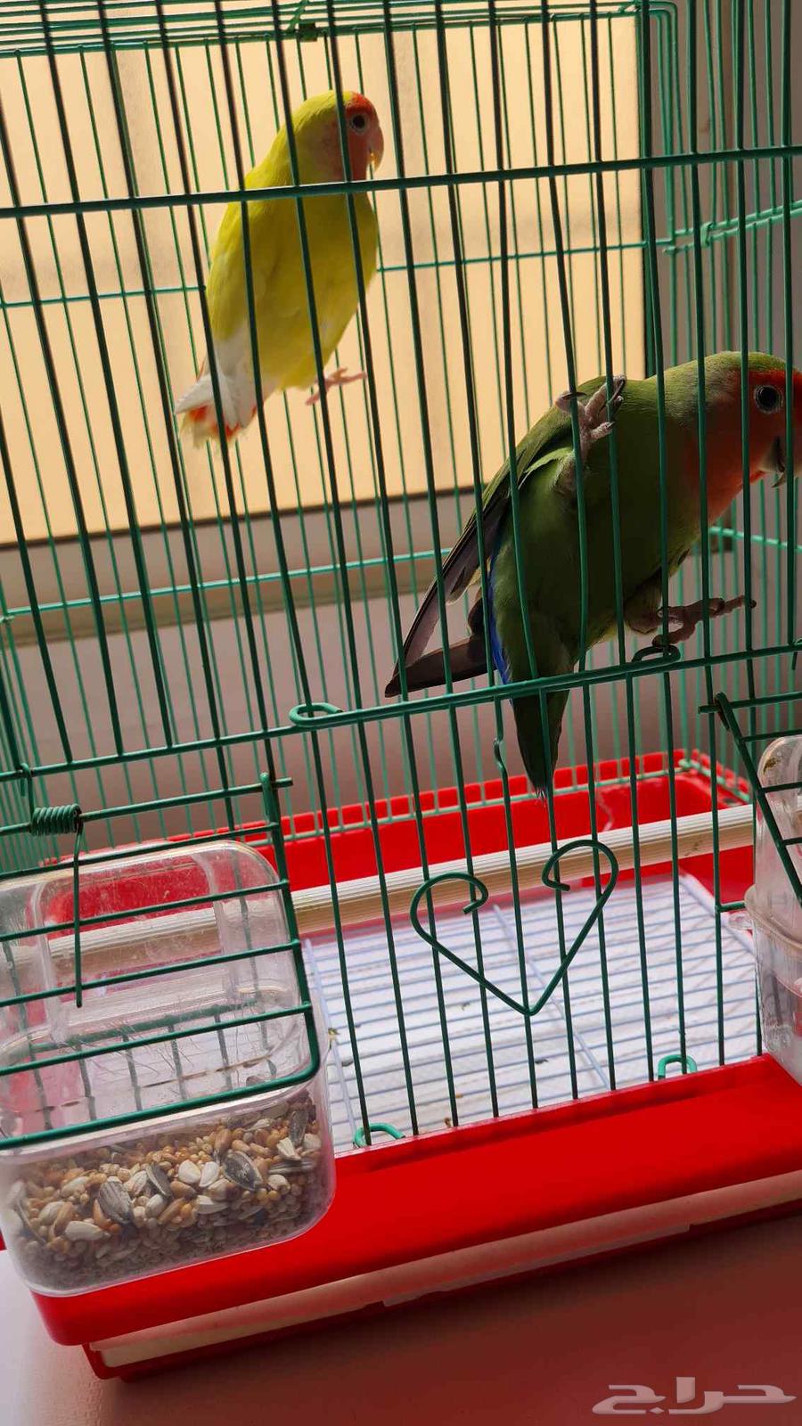 للبيع زوج طيور روز مع القفص64505550278402110