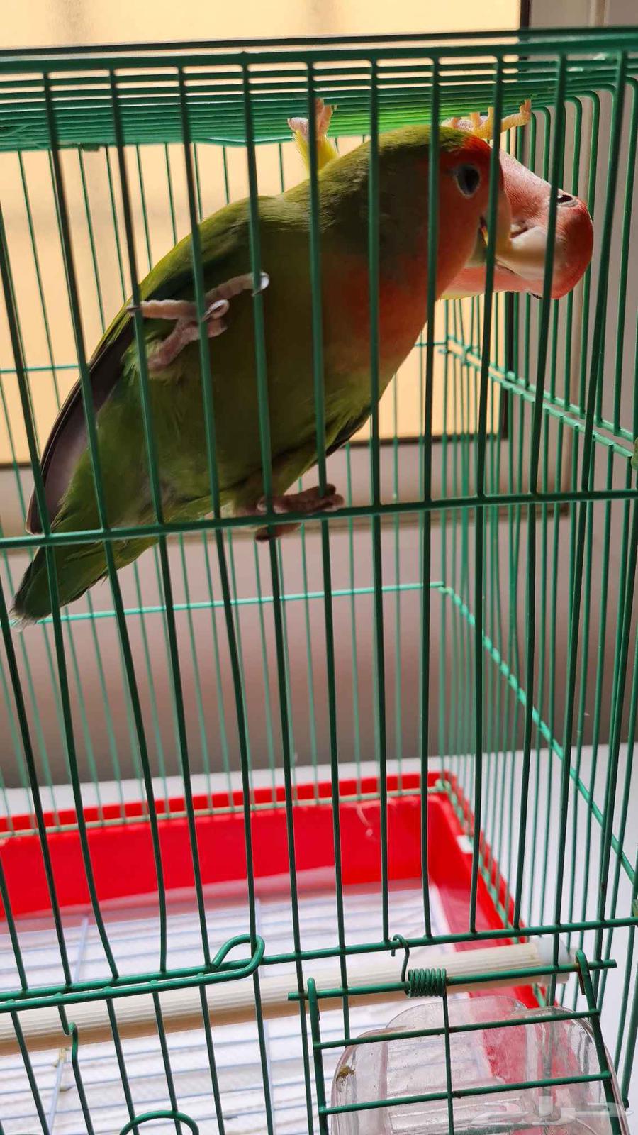 للبيع زوج طيور روز مع القفص64505550278402112