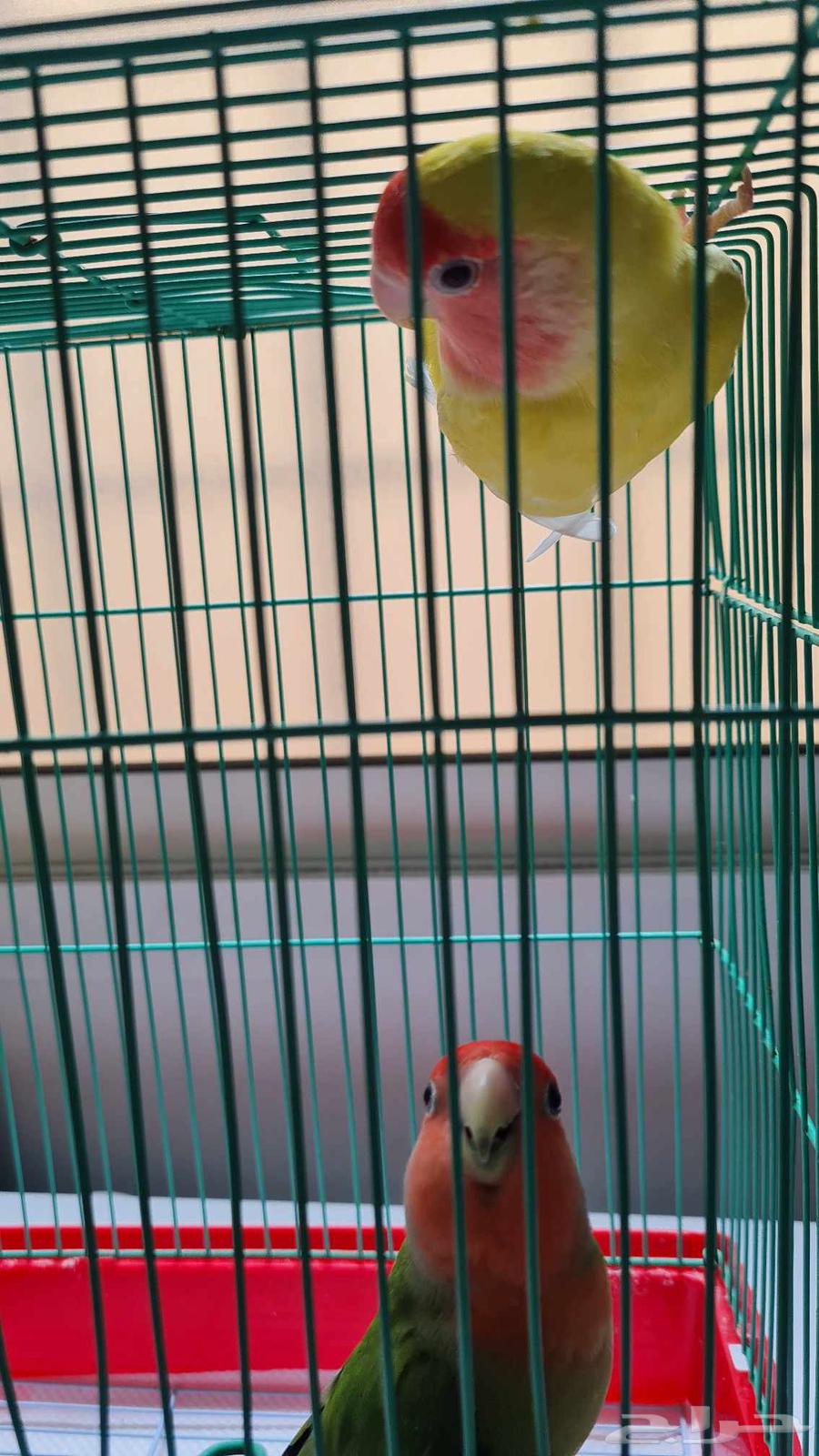 للبيع زوج طيور روز مع القفص64505550278402113