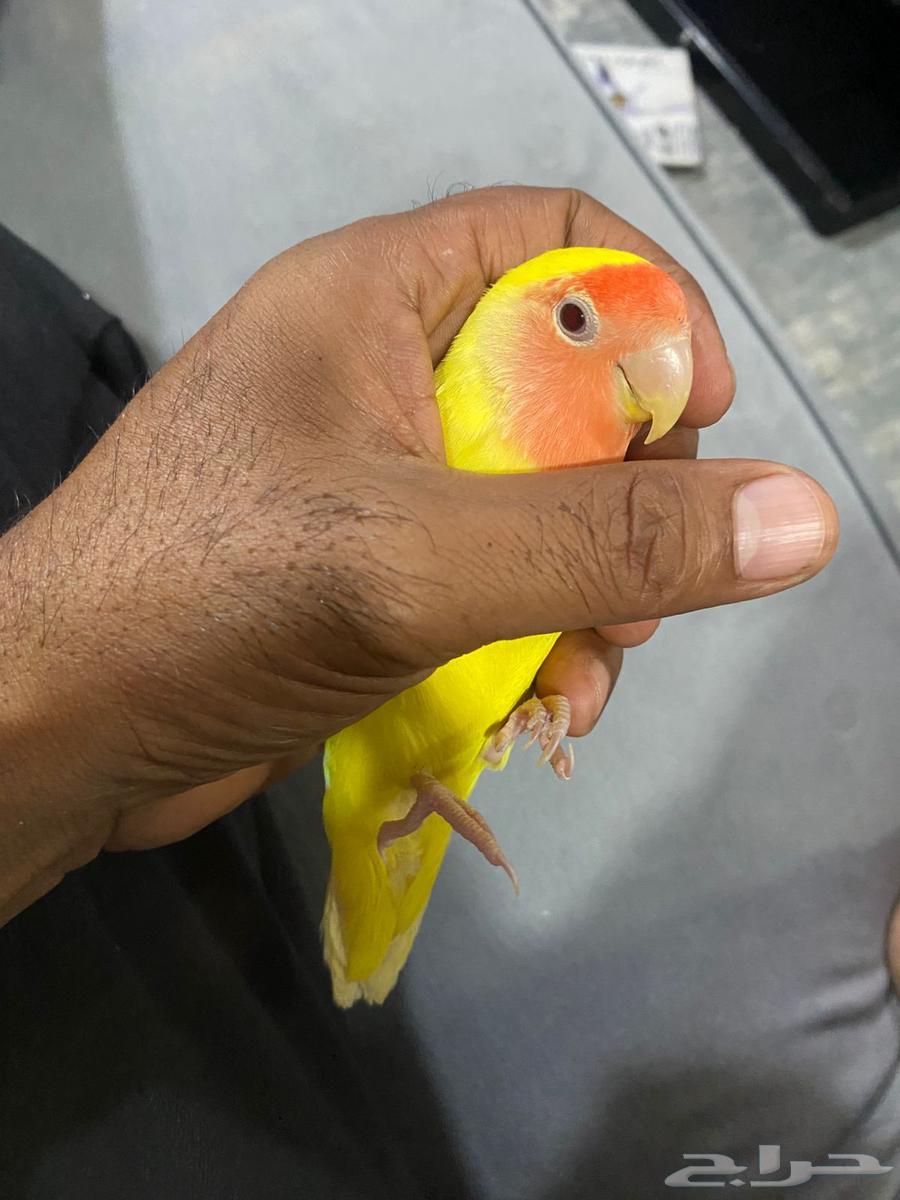 بغباء روز التينو (اليف)64507543246210112