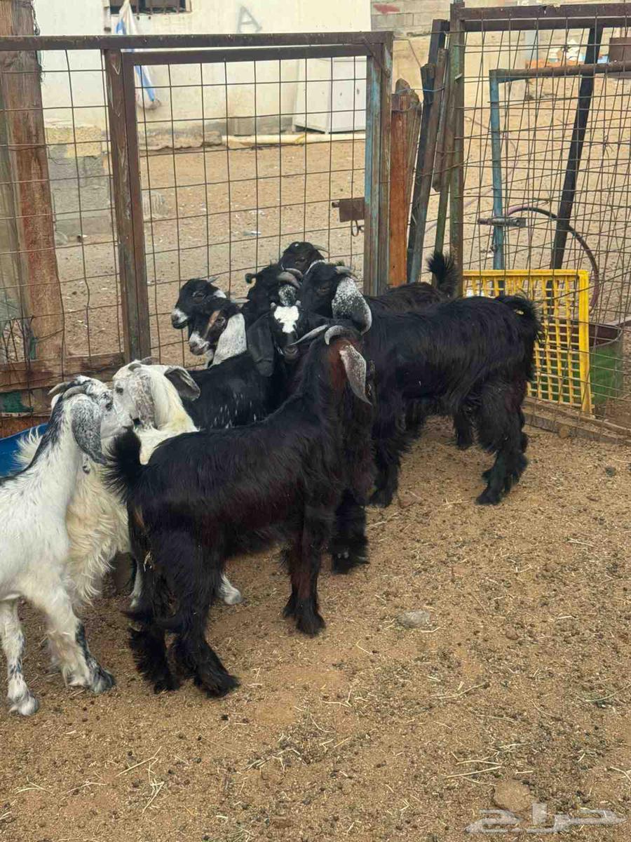 Tios and Jifar 1064457657362306113