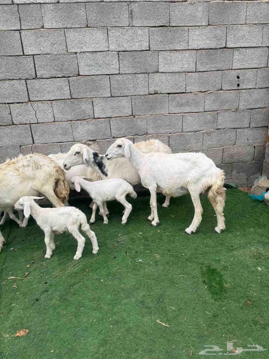 Khalfat sheep.64500853753602111