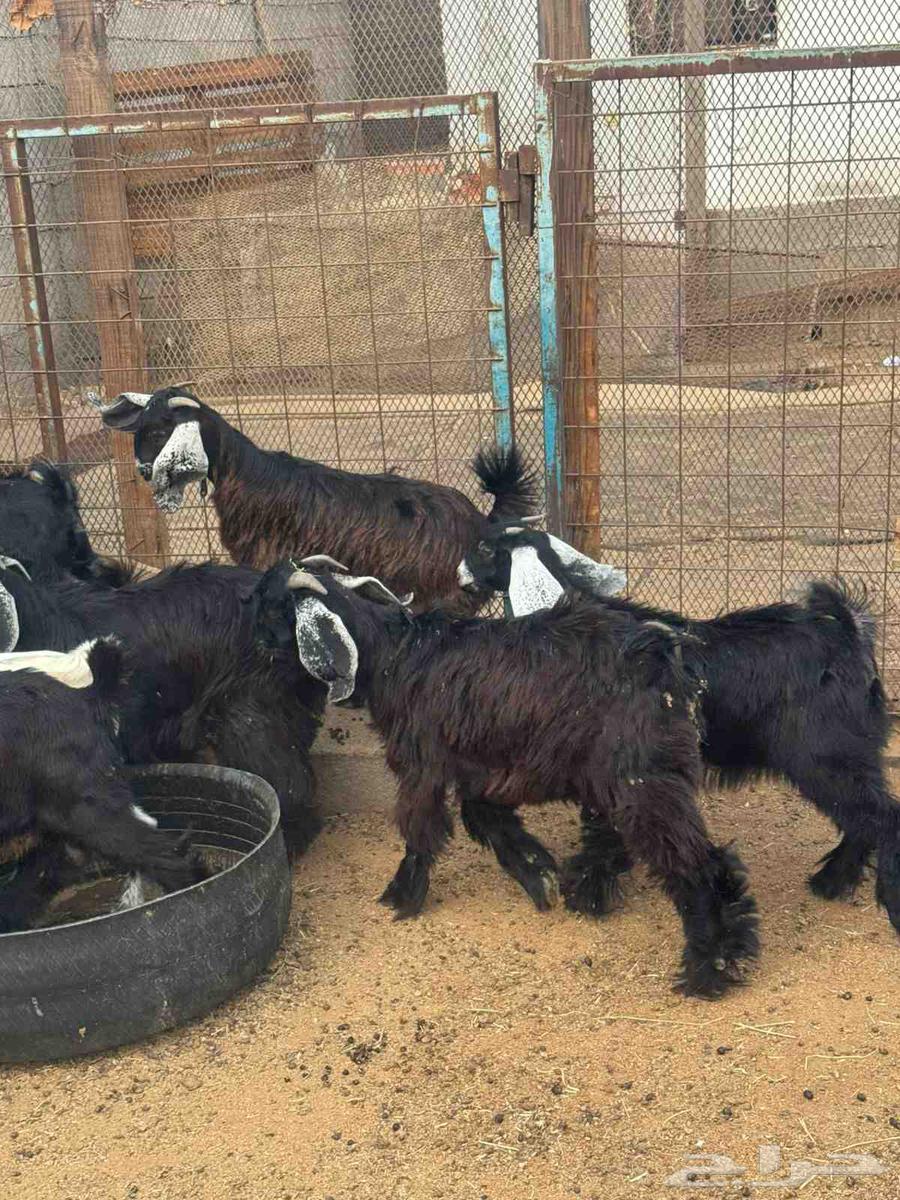 Tios and Jifar 1064457657362306111