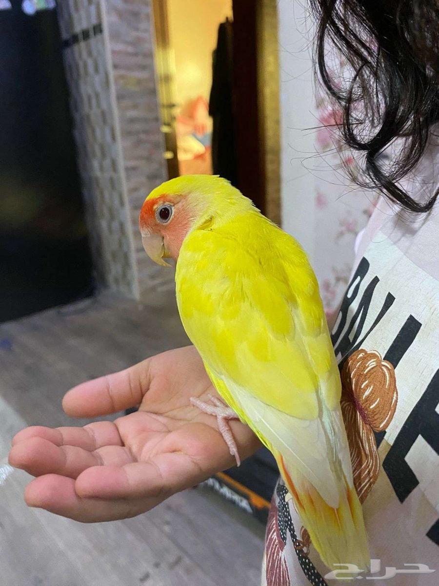 بغباء روز التينو (اليف)64507543246210113