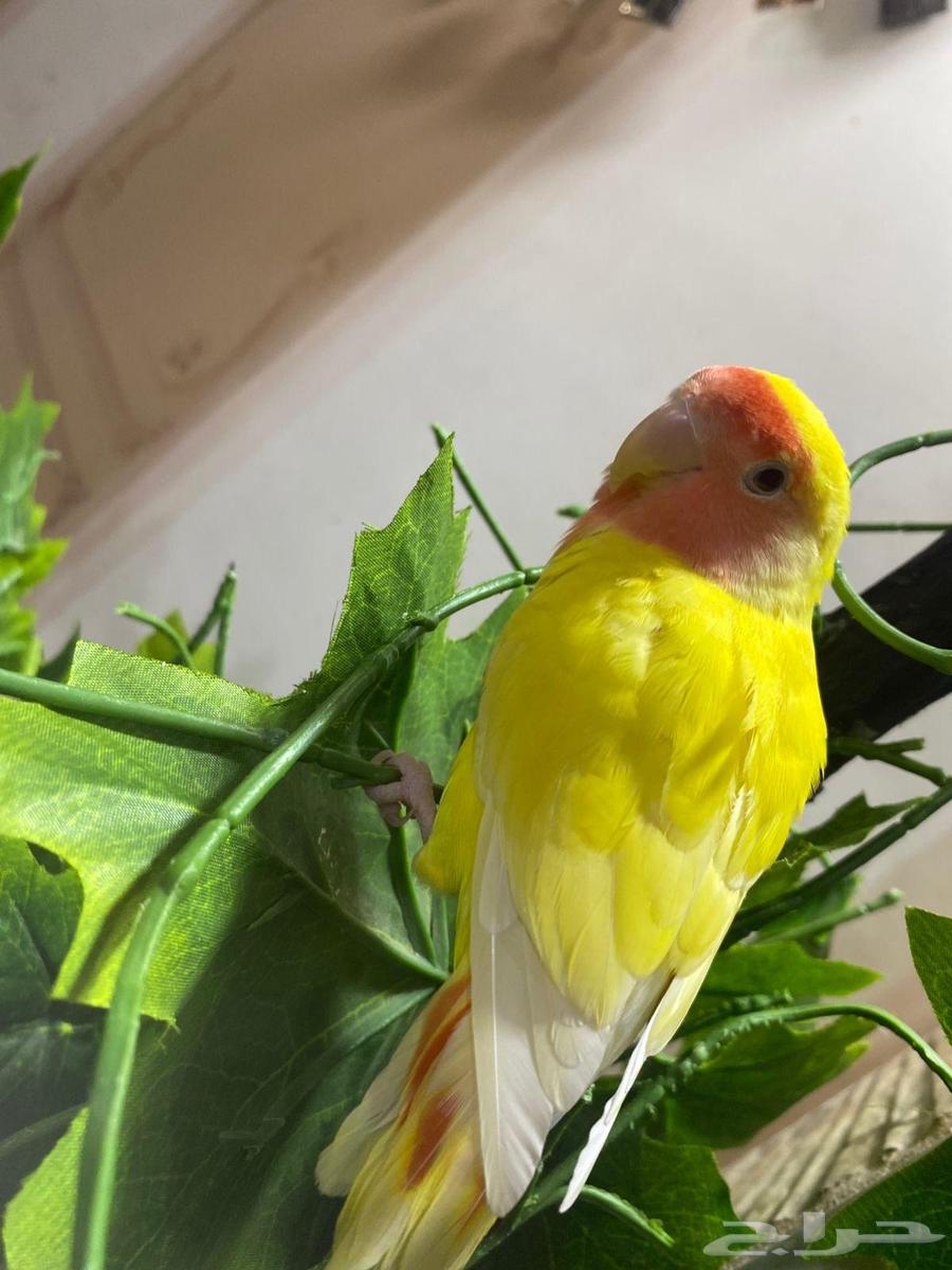 بغباء روز التينو (اليف)64507543246210110