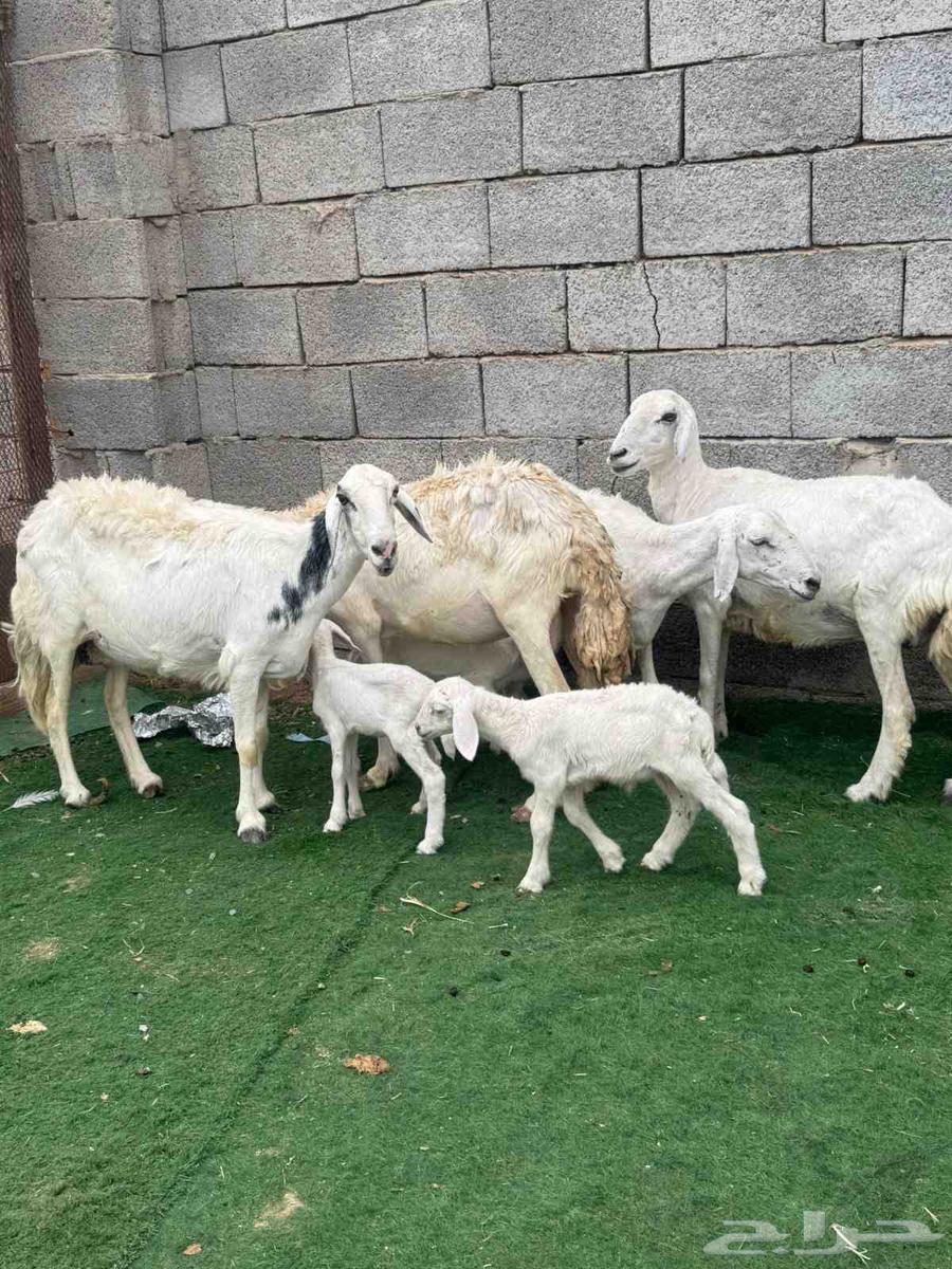 Khalfat sheep.64500853753602113