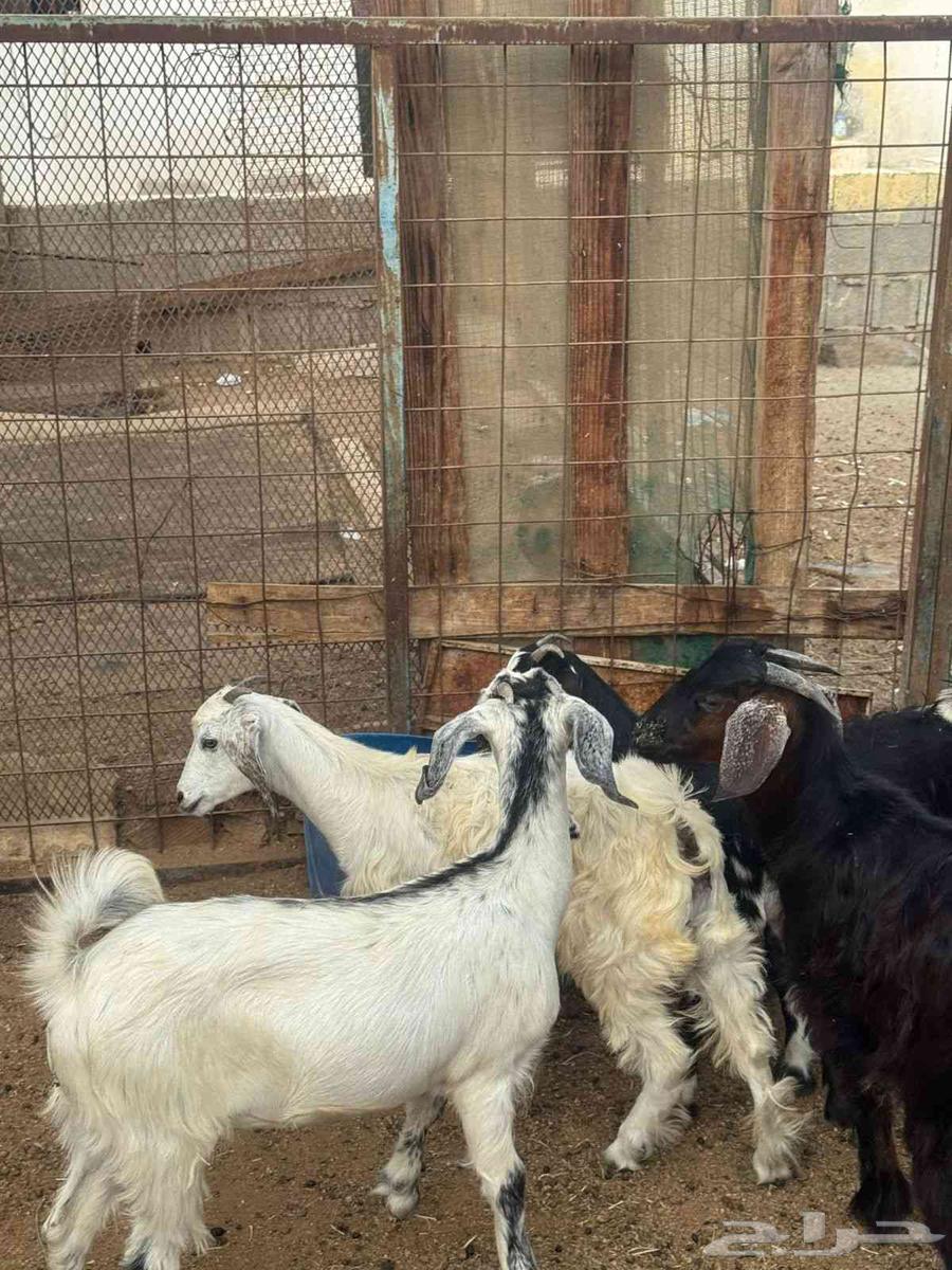 Tios and Jifar 1064457657362306112